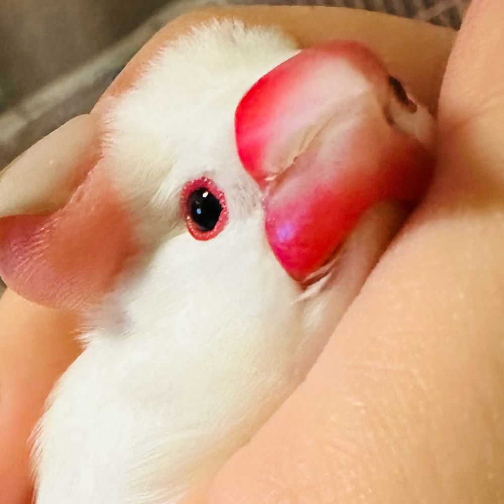 あげは
