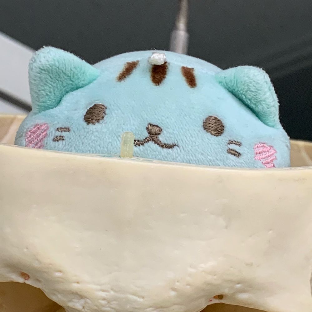 てんちゃん∴