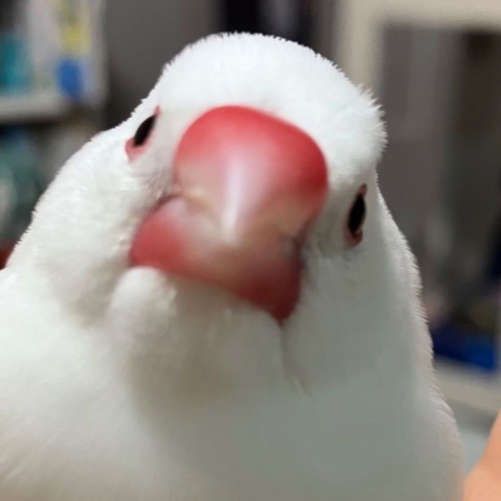 おおとり