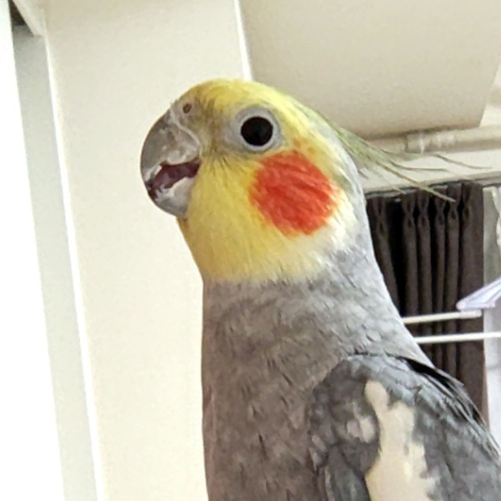 こっちでもレオさんでいくよ