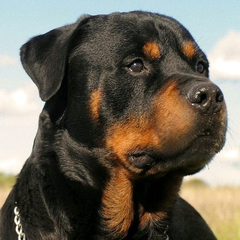 The Frottweiler 