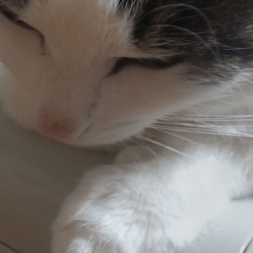 でんち