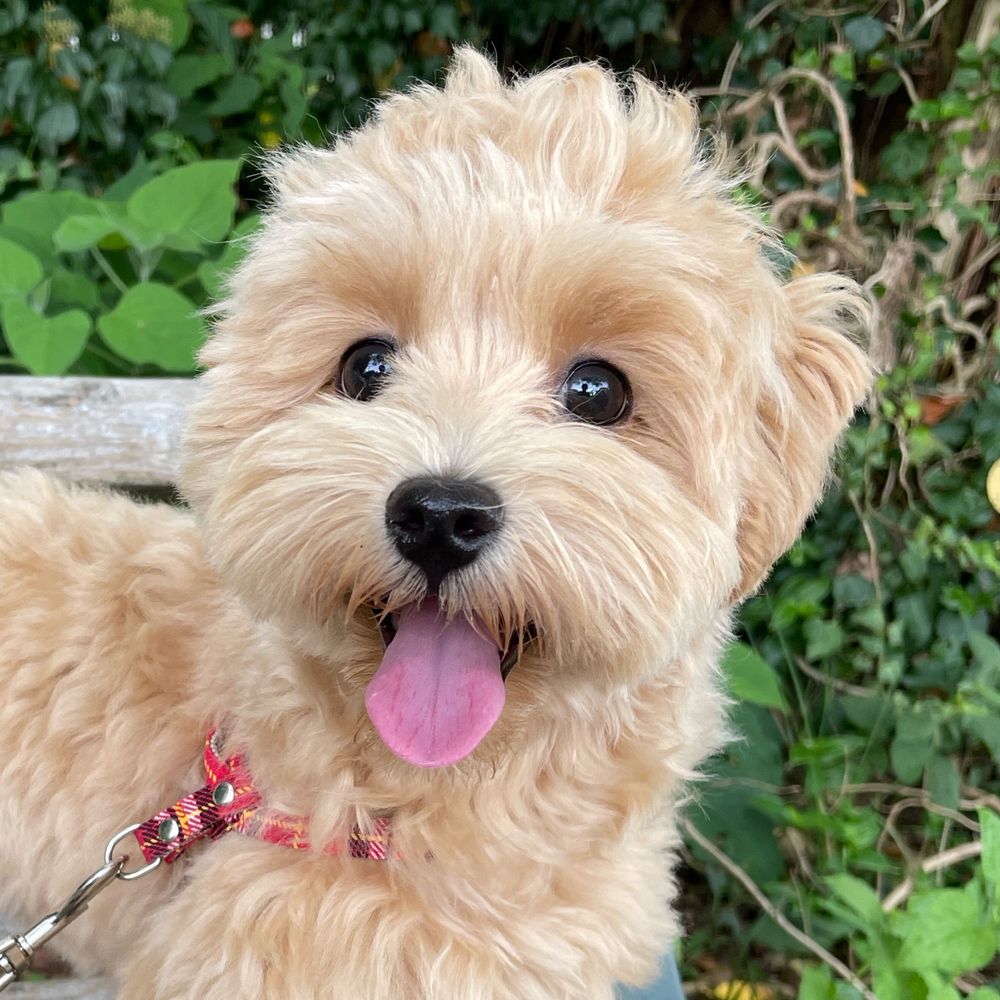 モコピー🐶