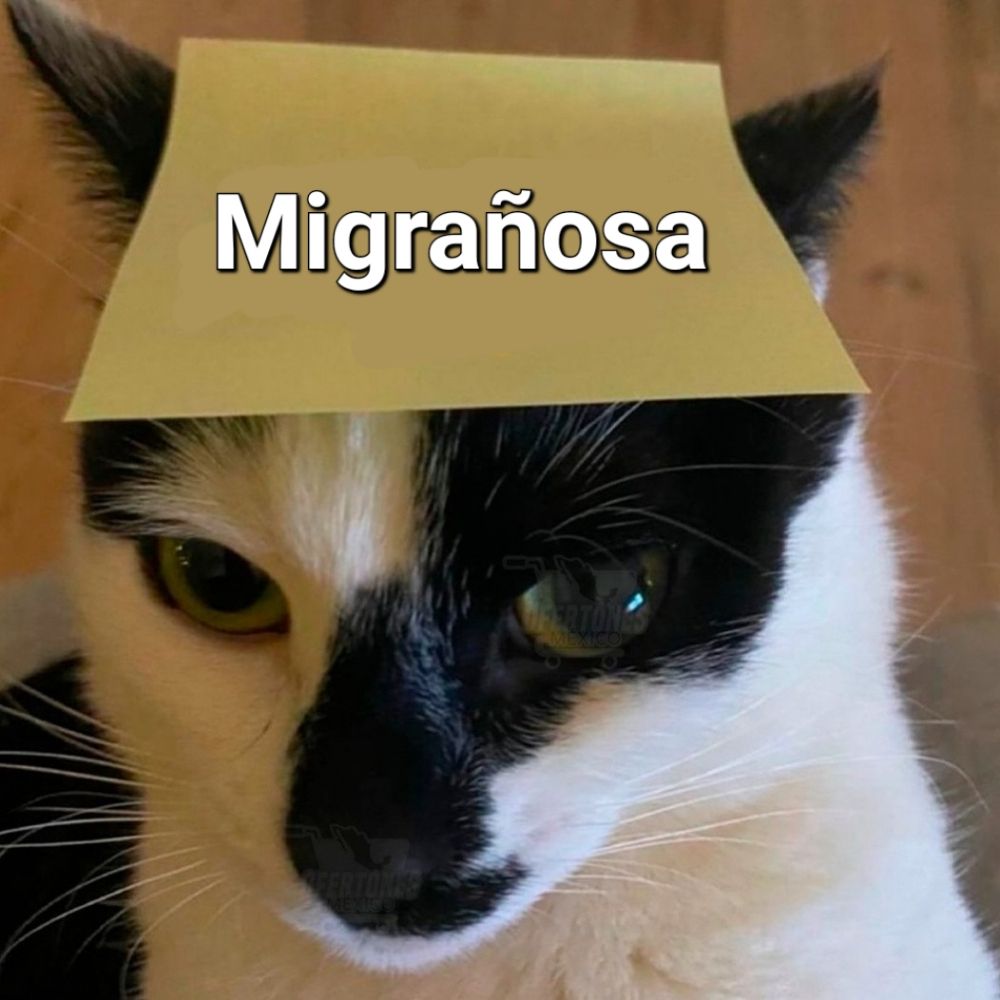 la osa y la migraña