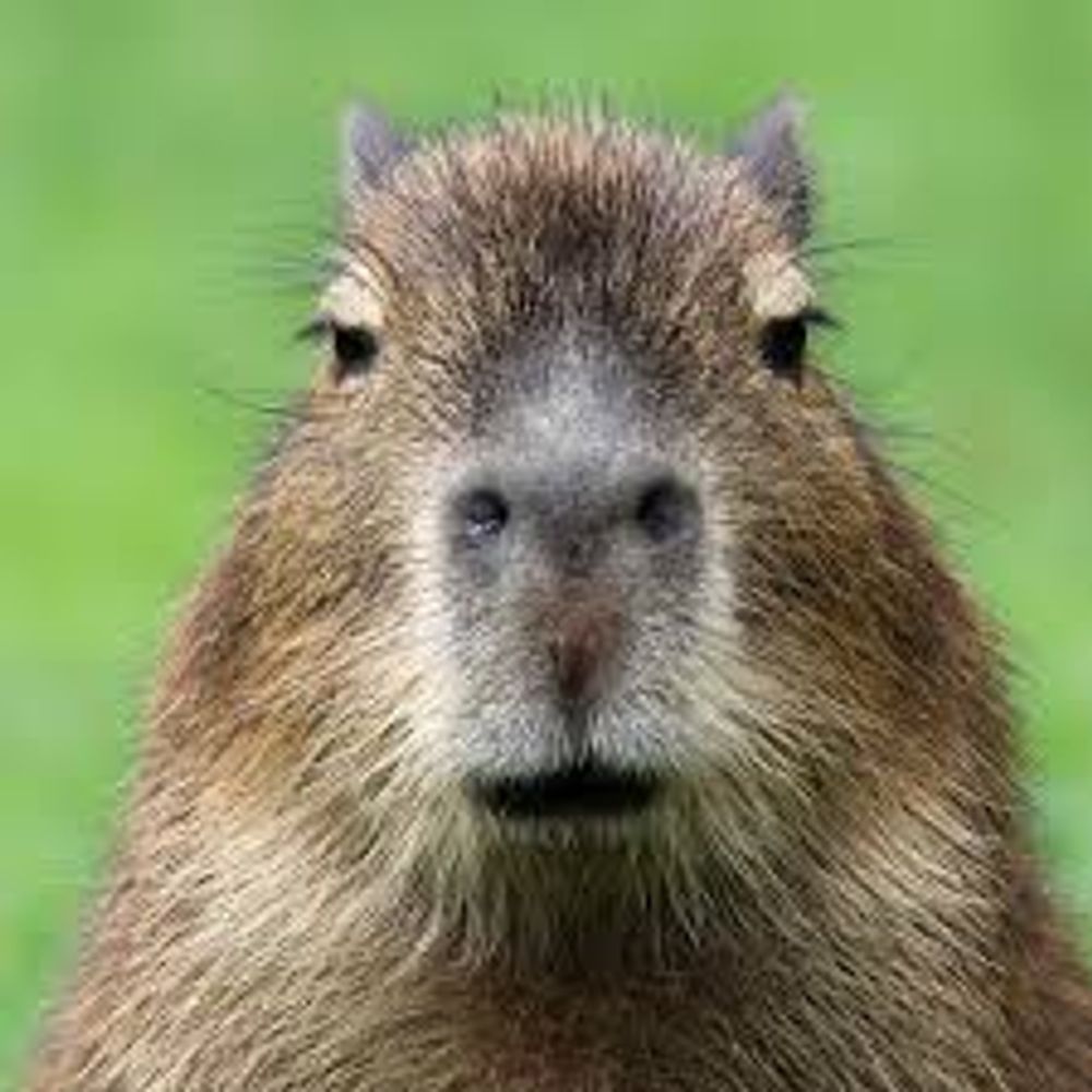 Capy Bara