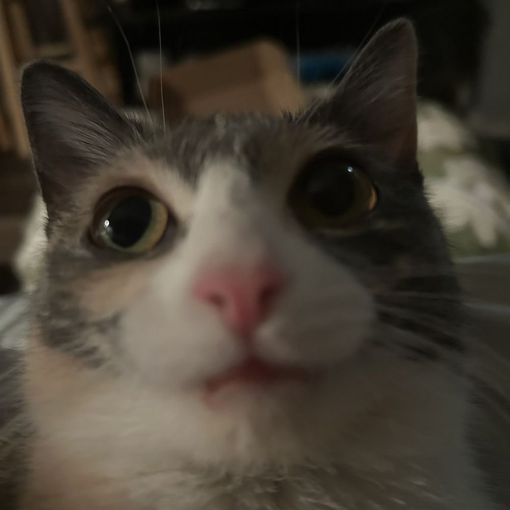 Red🐈