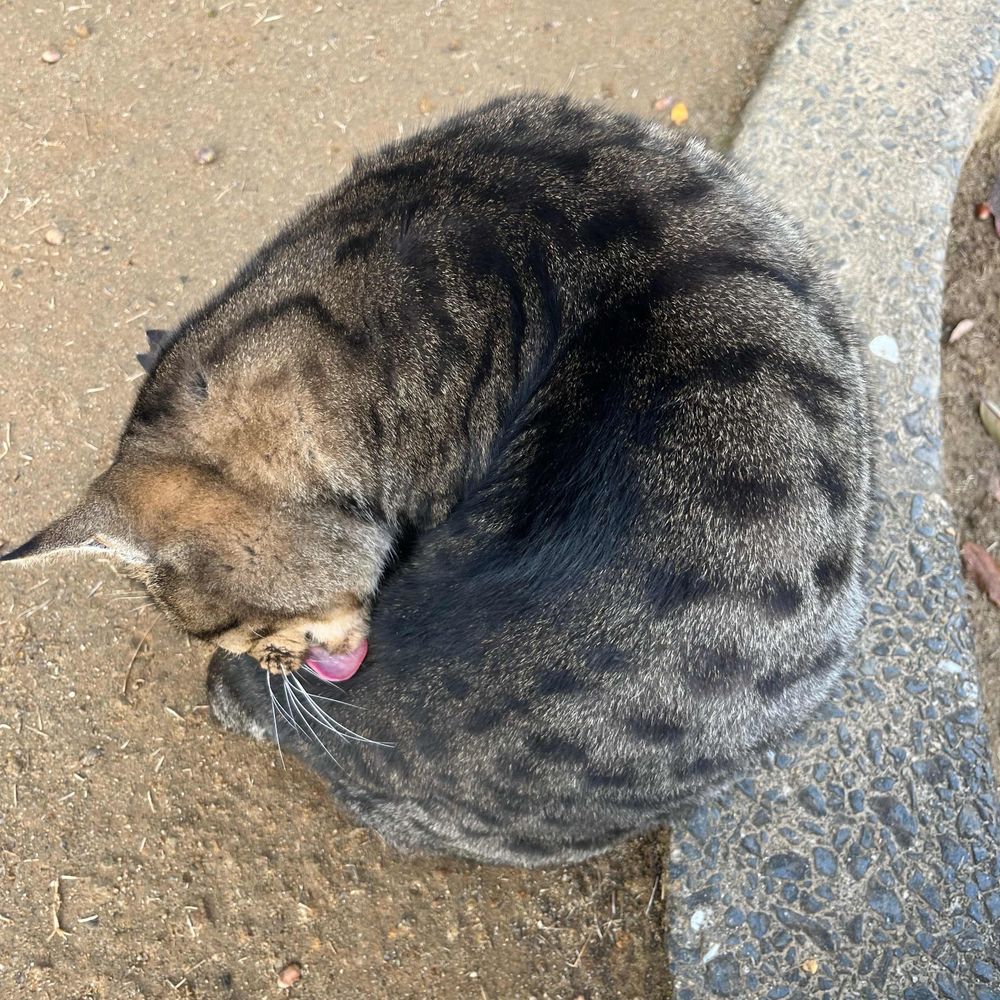 中島