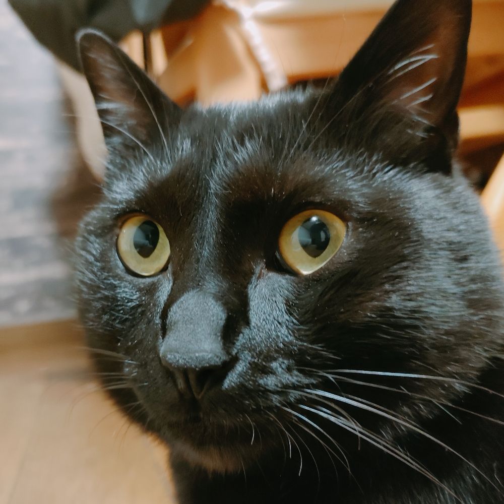 穴釣り猫