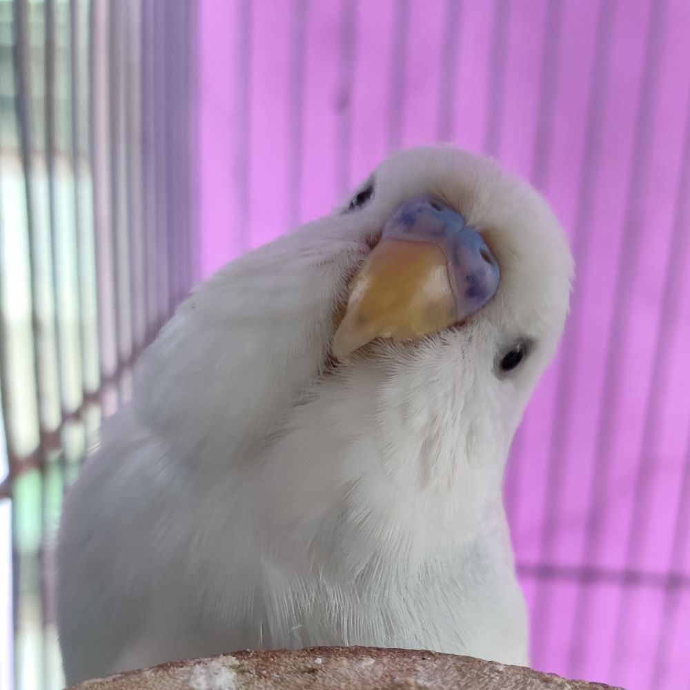 鳥