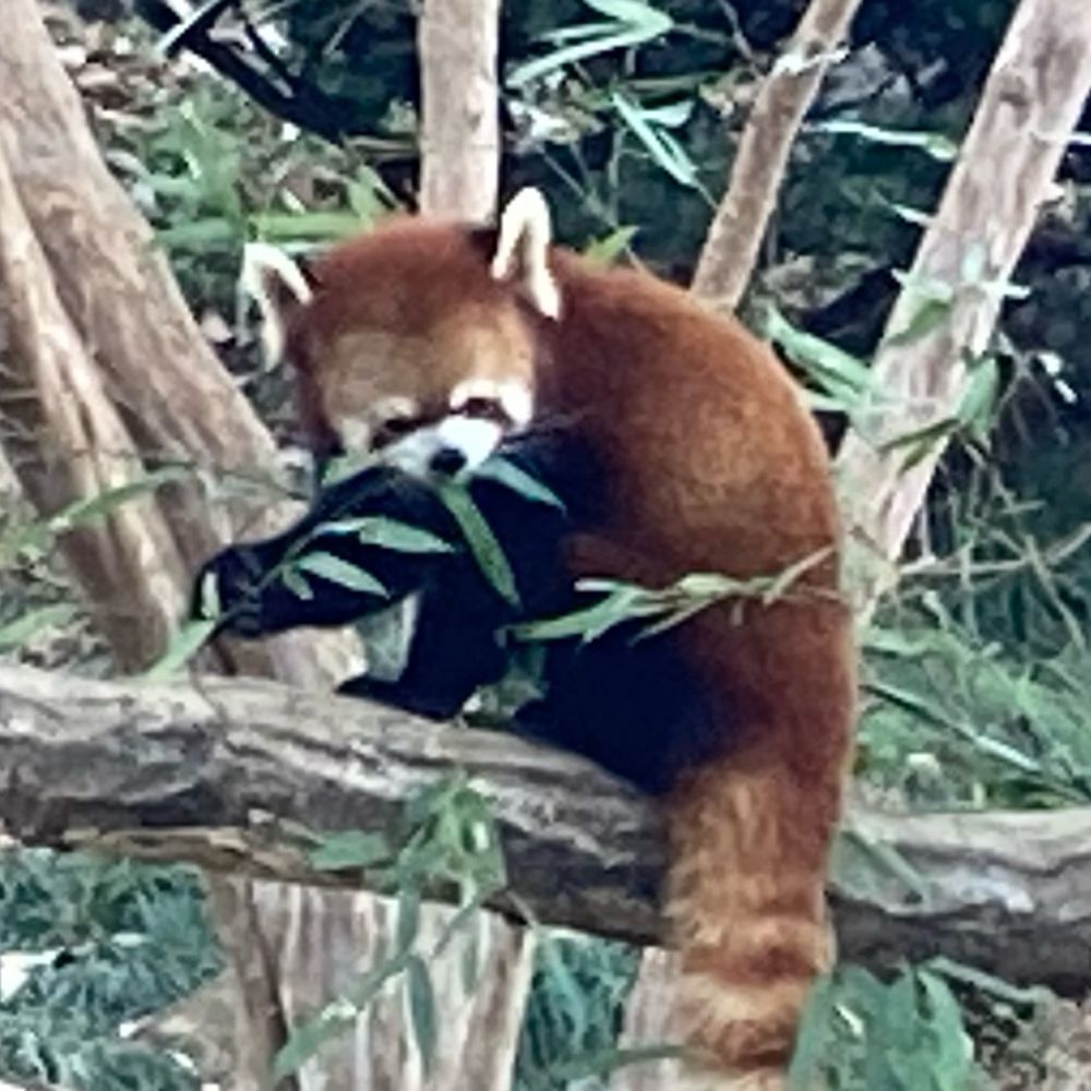 つよ