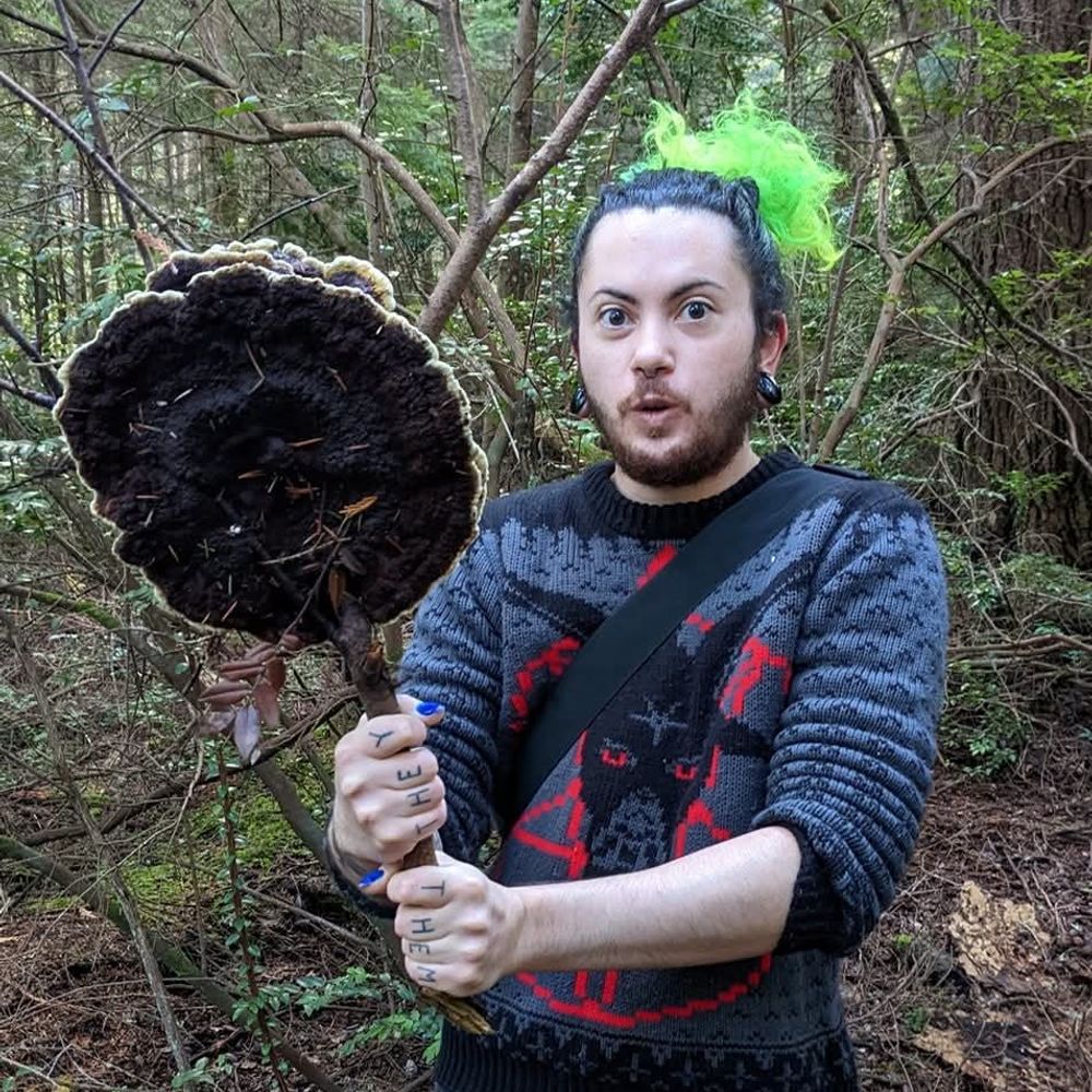 Vox Dombek 