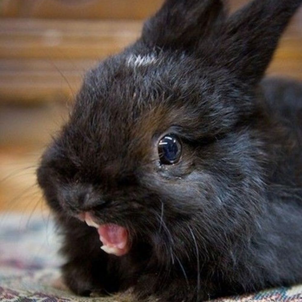 Red🐰🥩