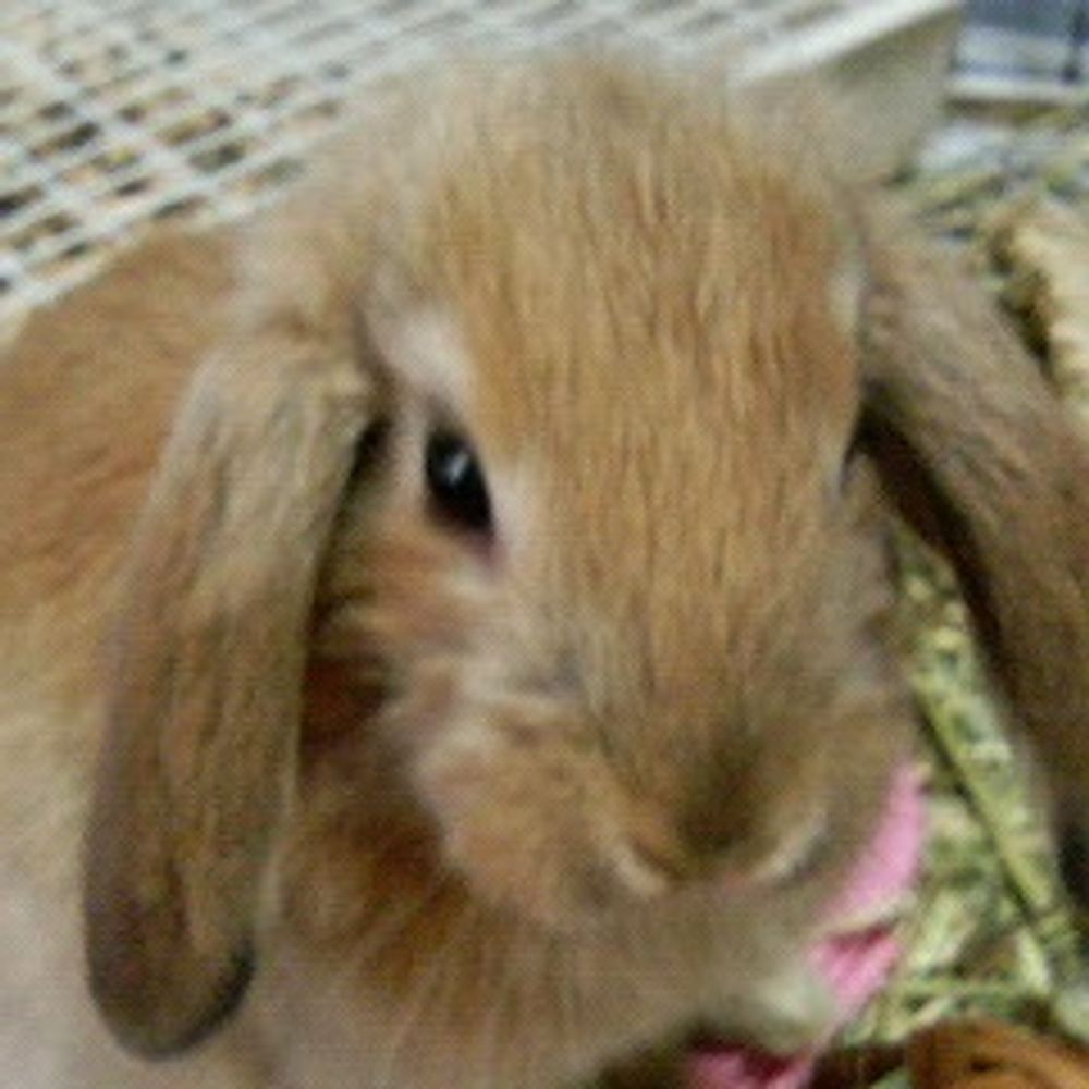 まんくん🌝🐰🌝