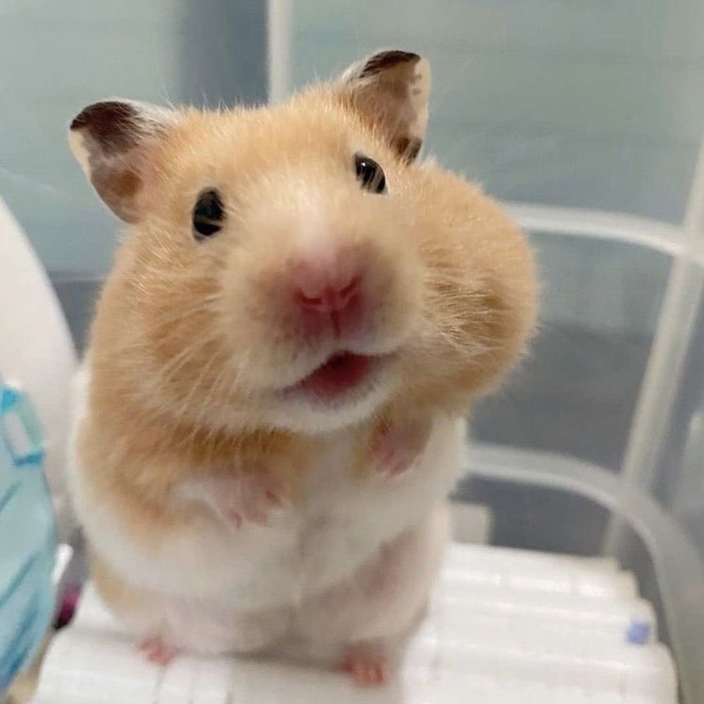 뀨