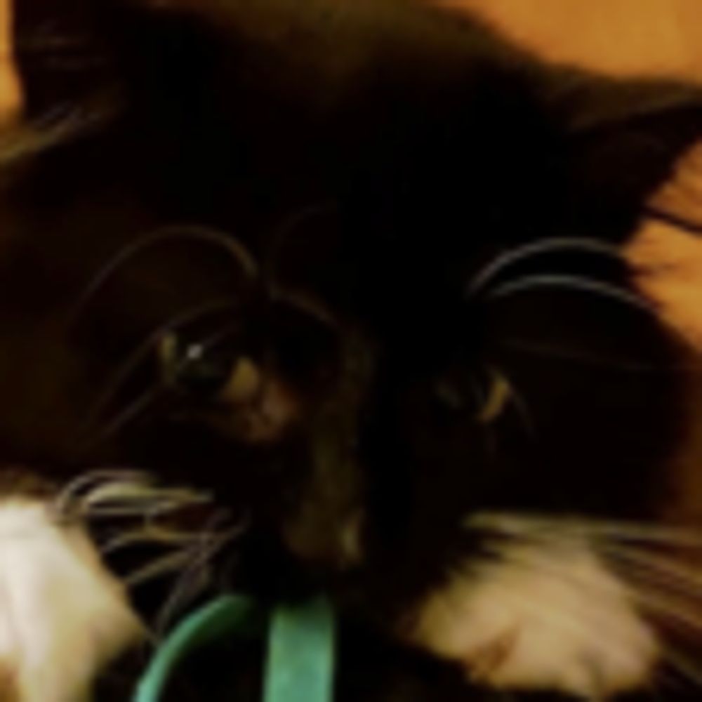 Pia
