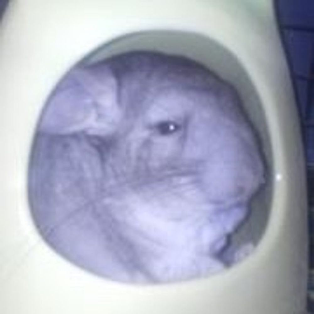 もも