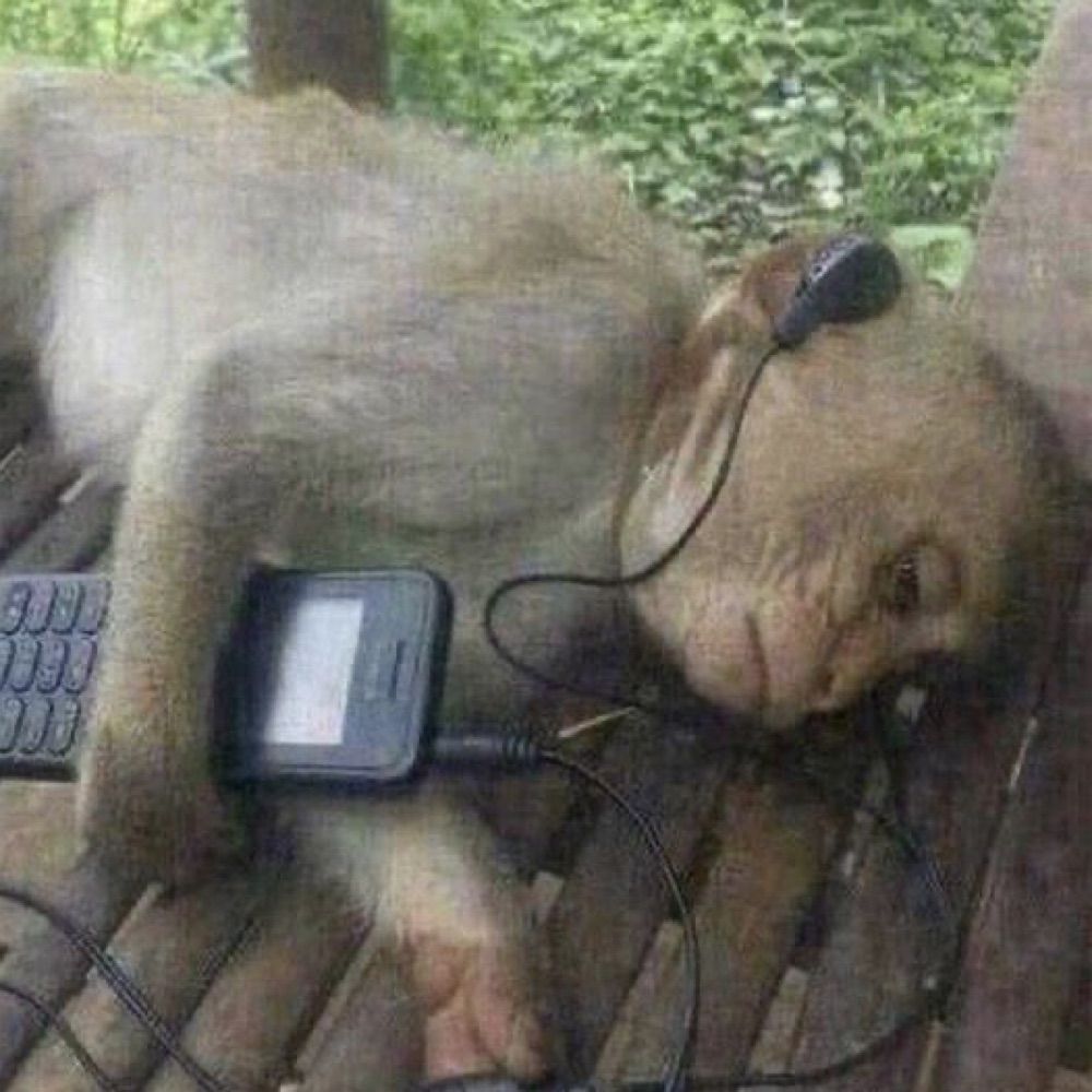 sad monkey