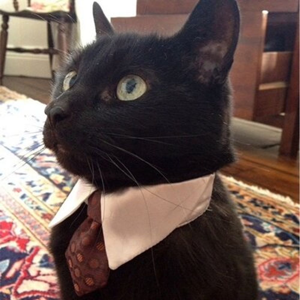 DoubleAughtMeowMix