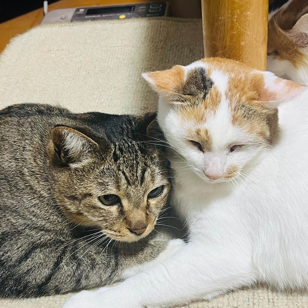 いおを