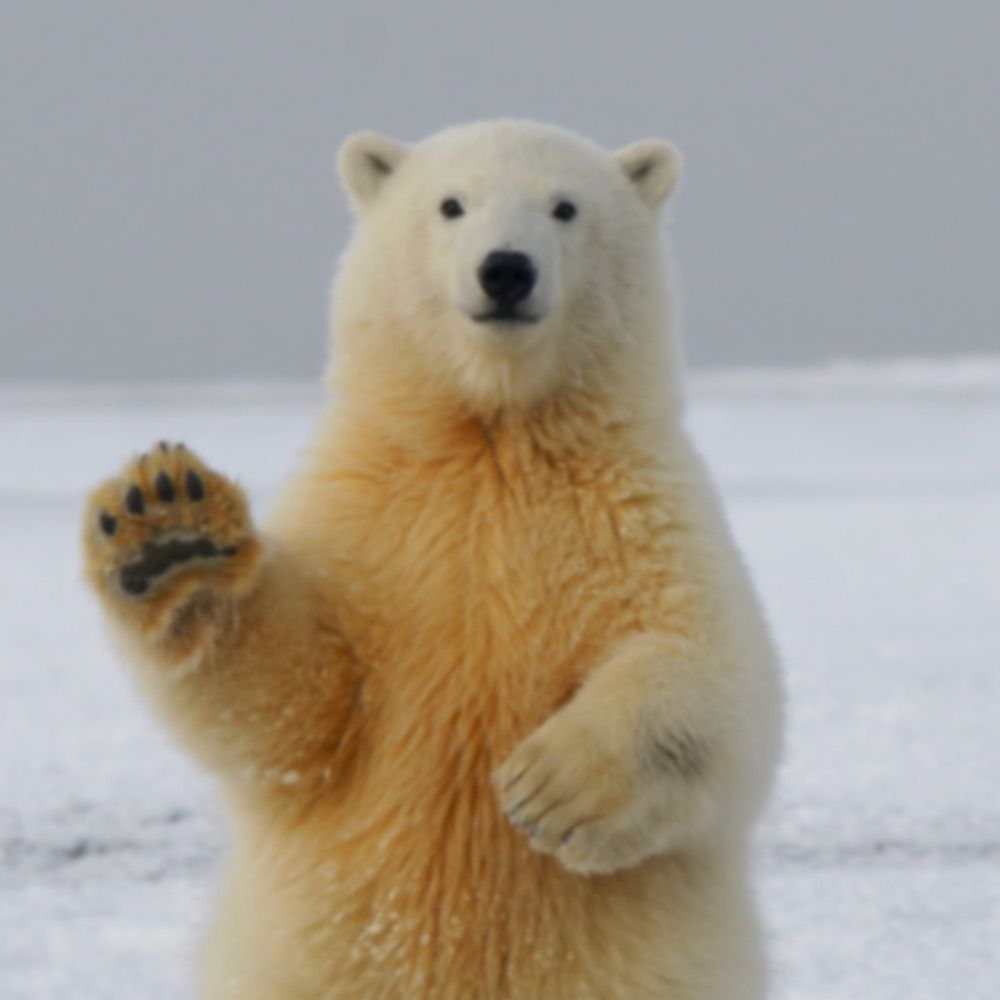 BecomingBear