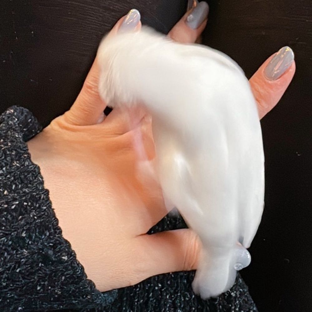 無期懲役
