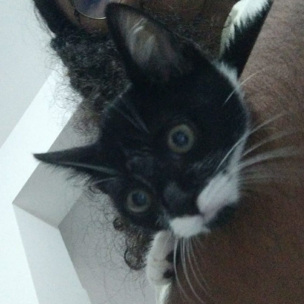 fleabag sergipana 