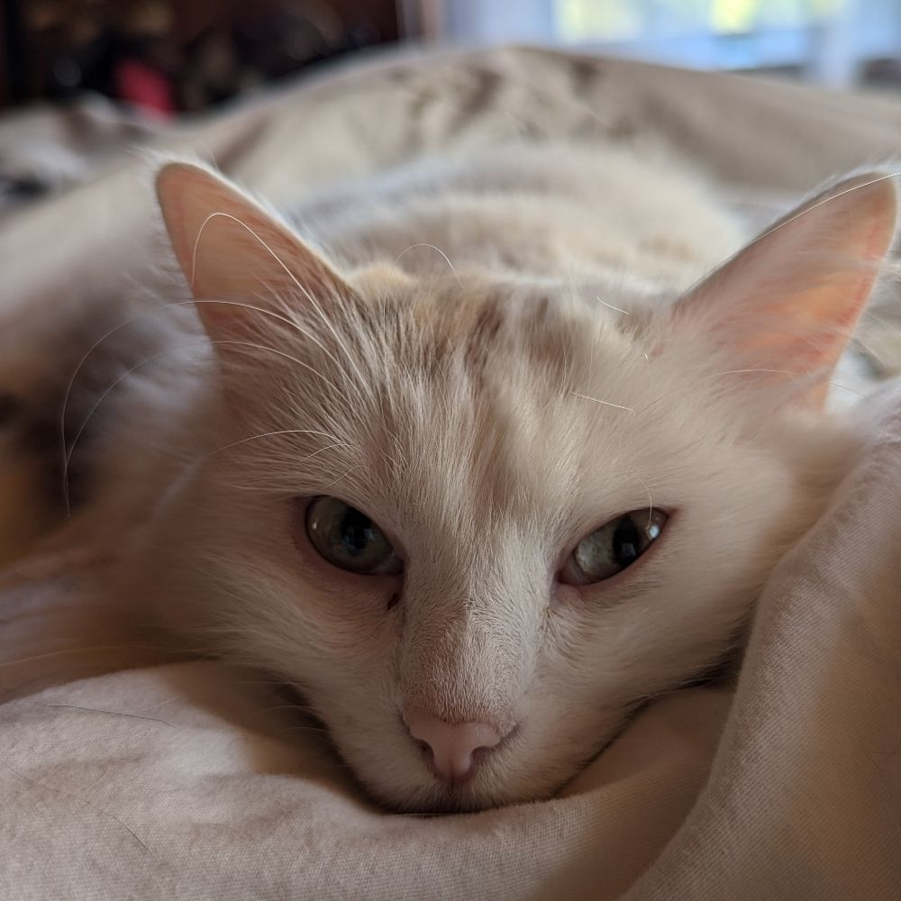 Catfarm