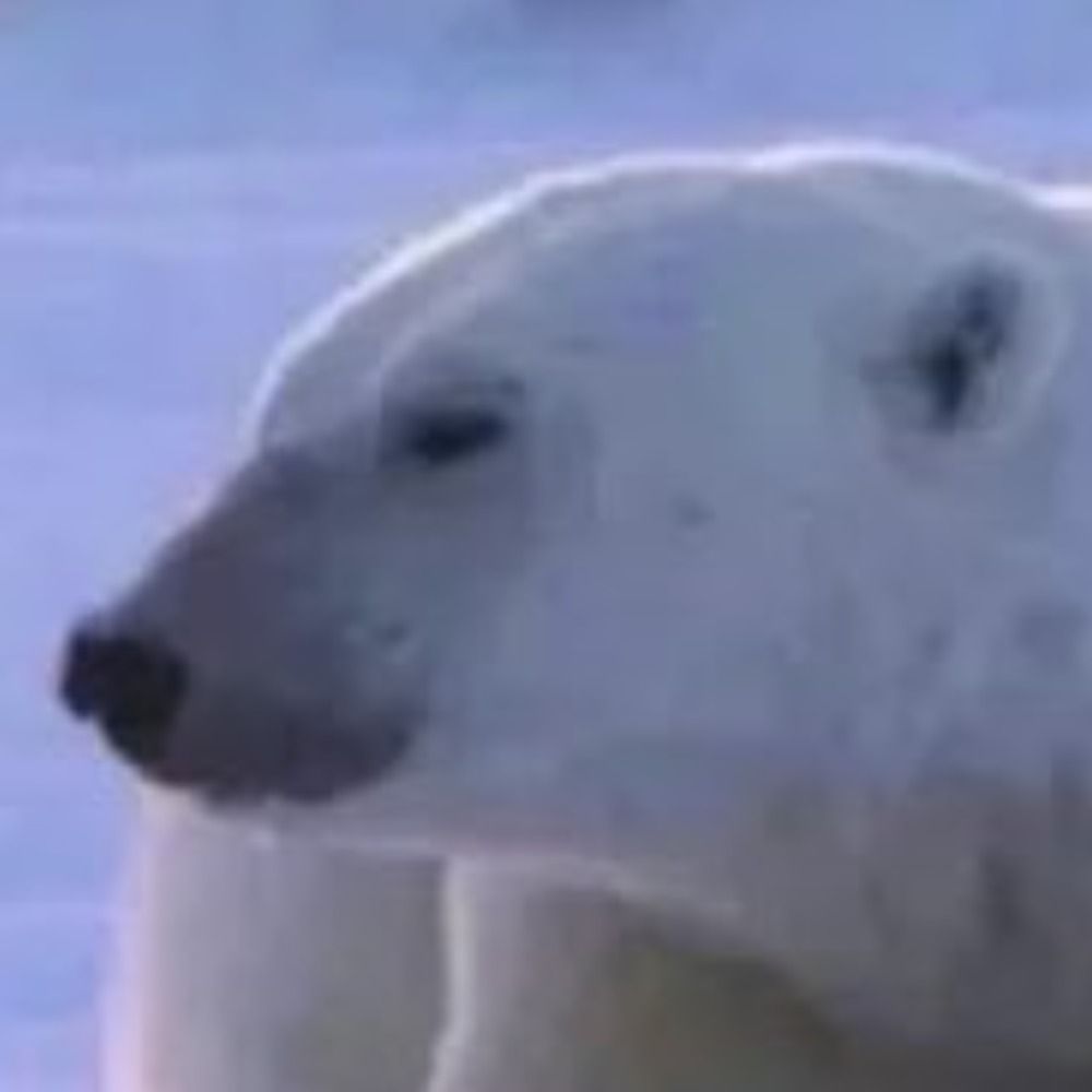 pwalrus