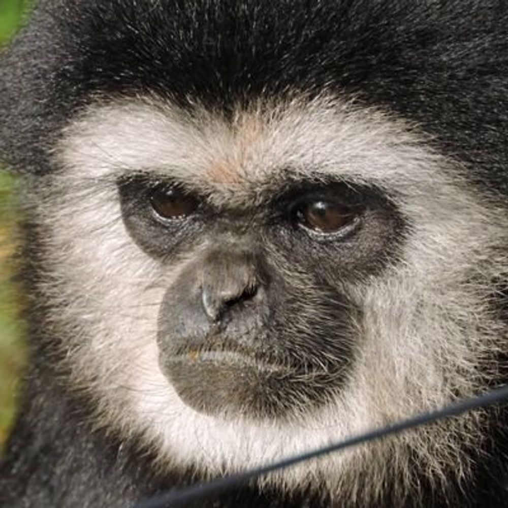 Bad Gibbon