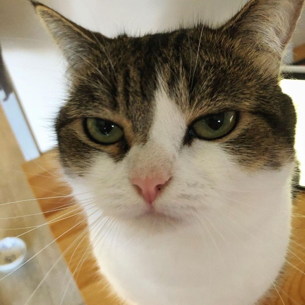 추넫