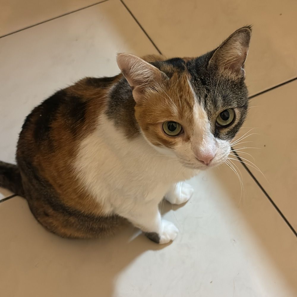 Matteo