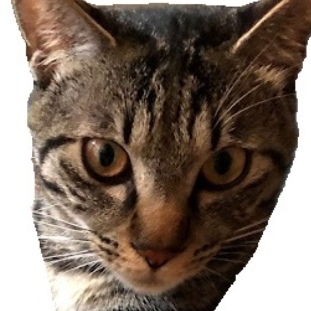 rikkun