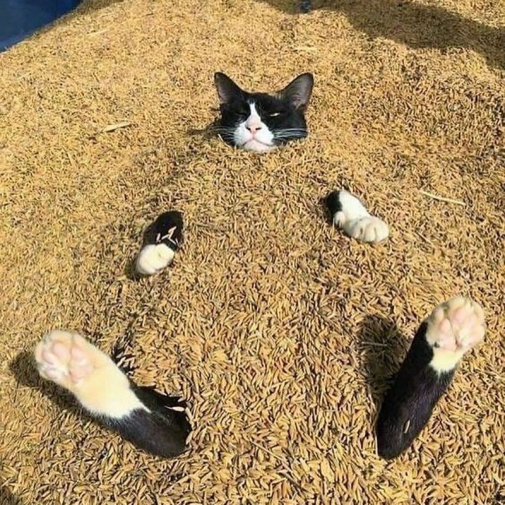 Cyrus Meow Meow