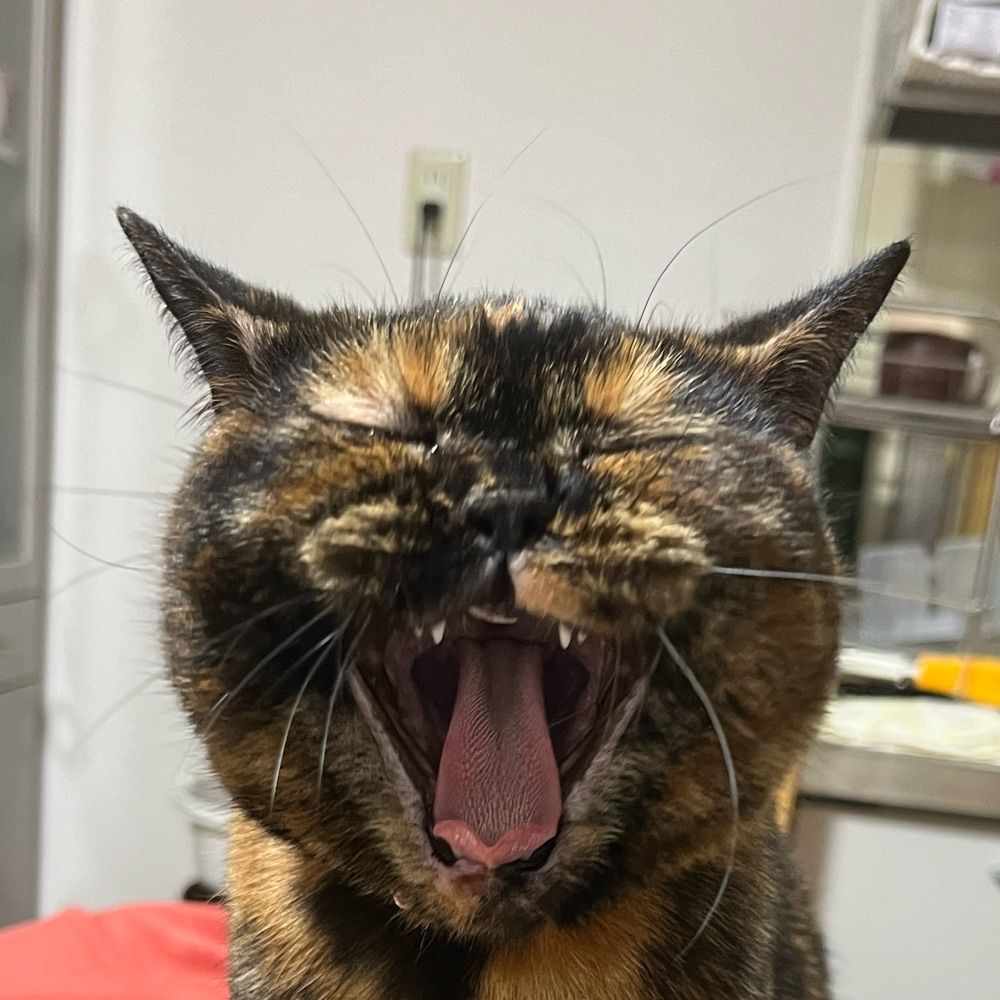 サビねっこ