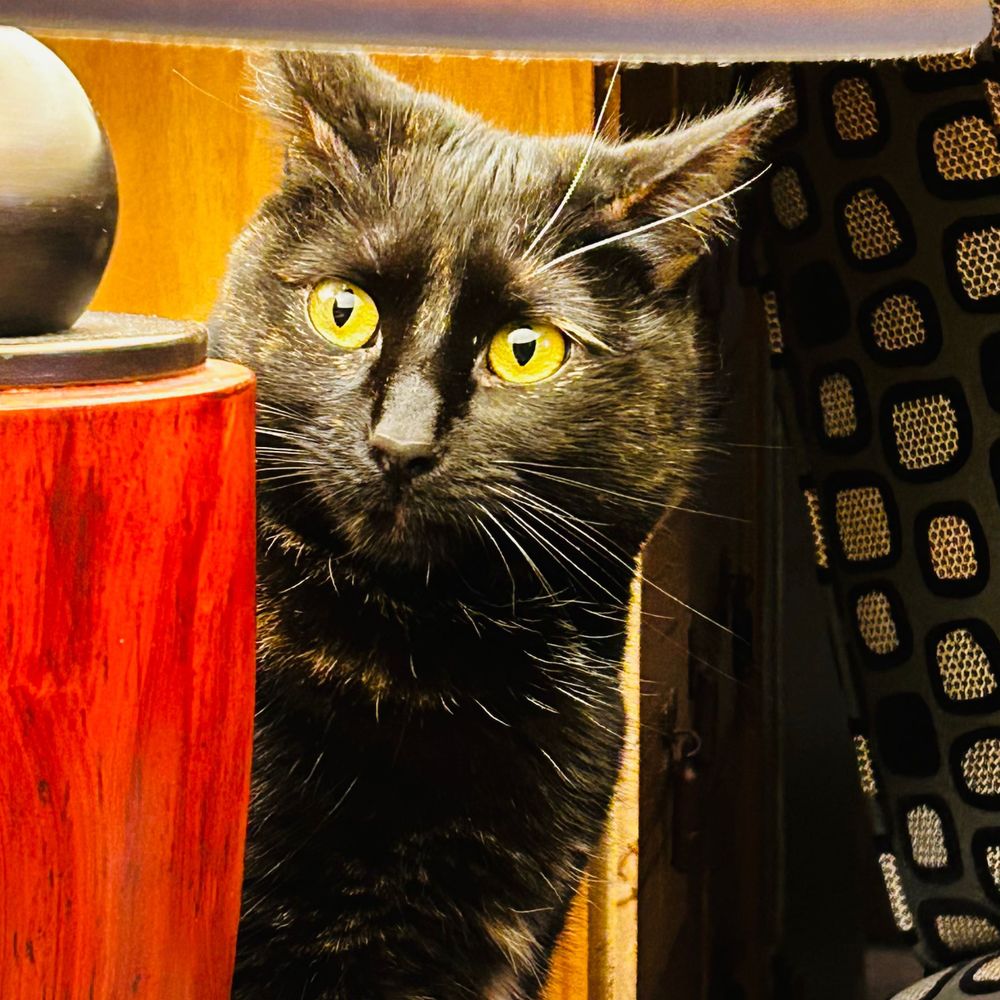 Ginger (Haunted Era)