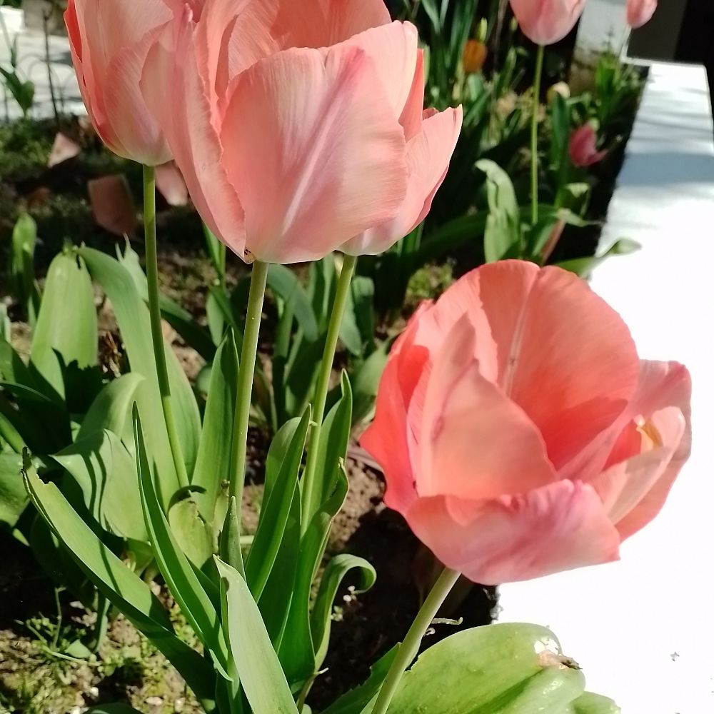 Peony
