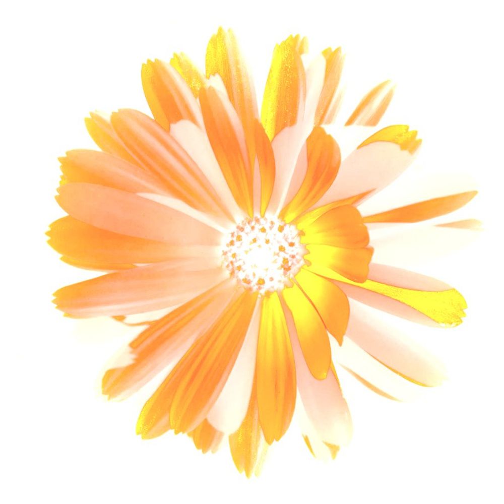 Free Flash Fiction