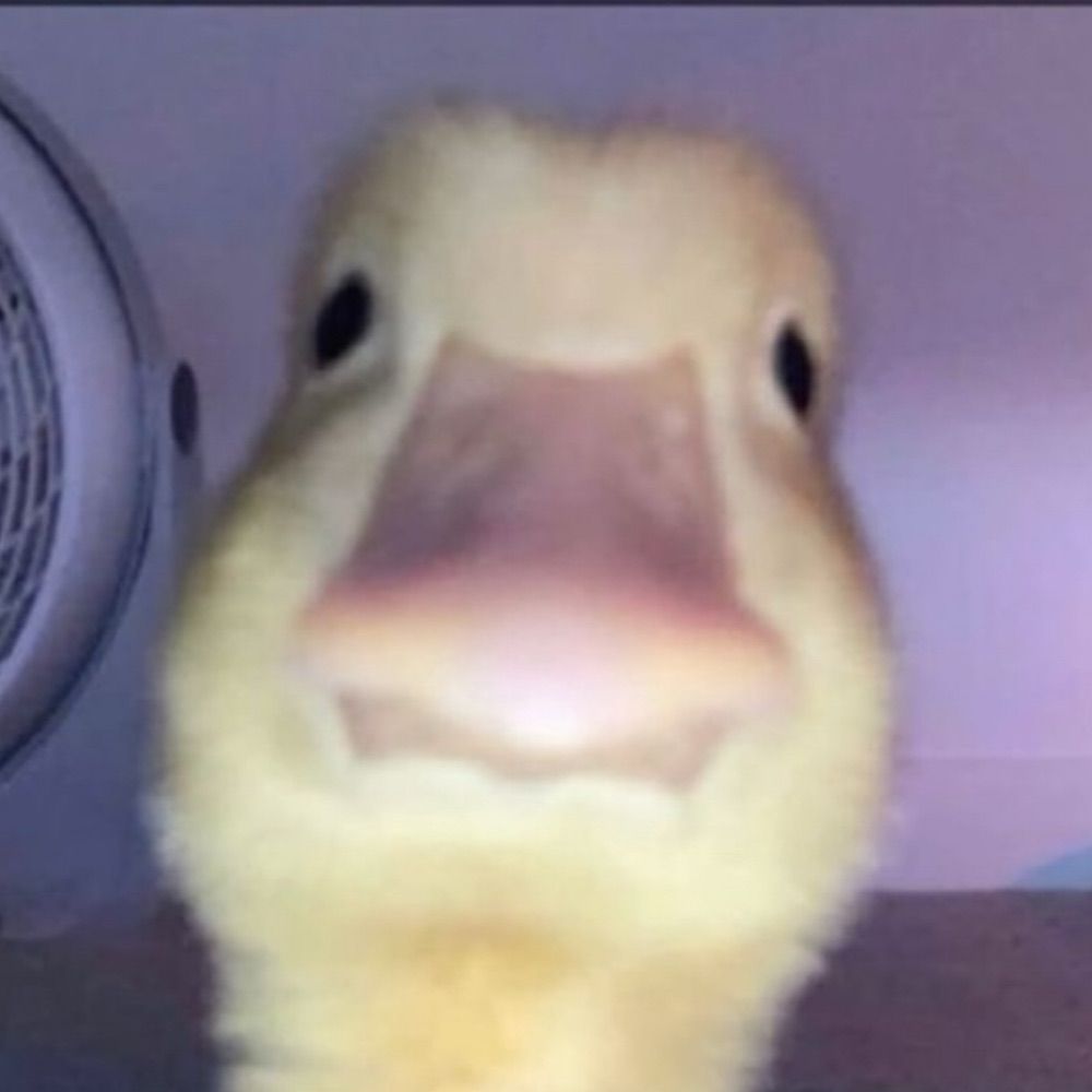 F.Q