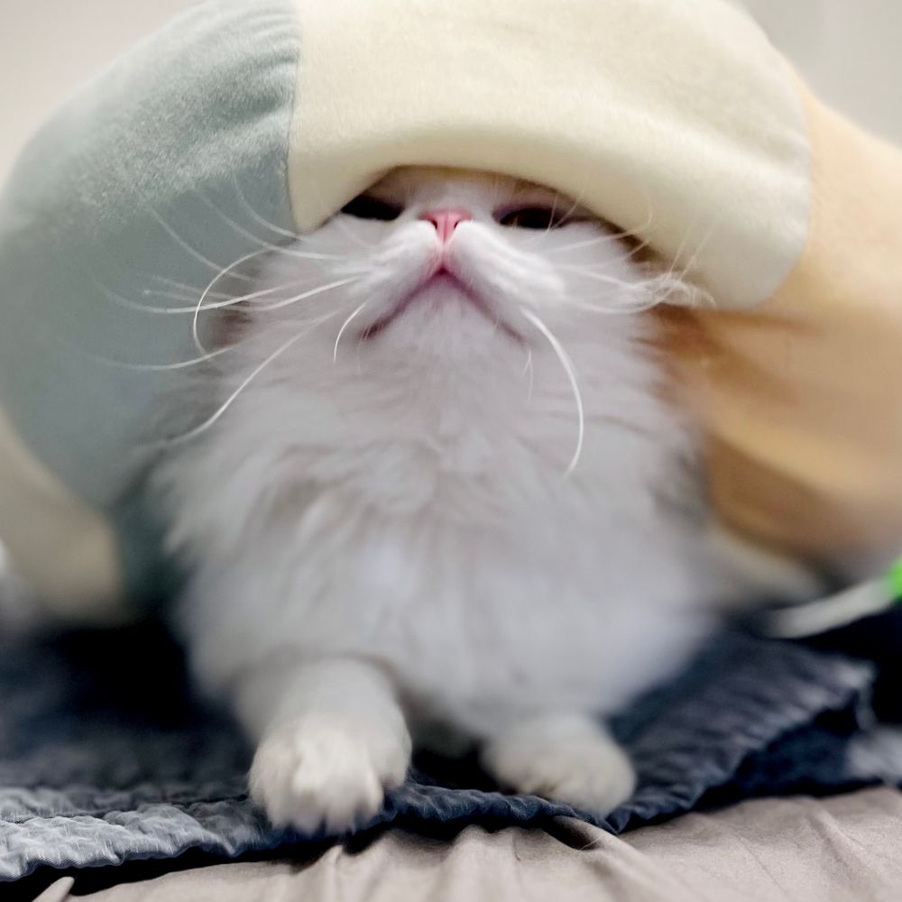 마담끼유𖡡𓇣𖦥𖥧𖥣