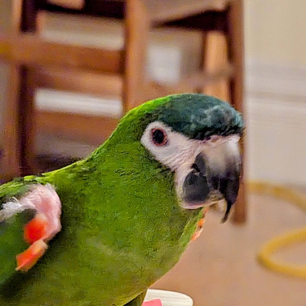 buddy-foster.bsky.social profile picture