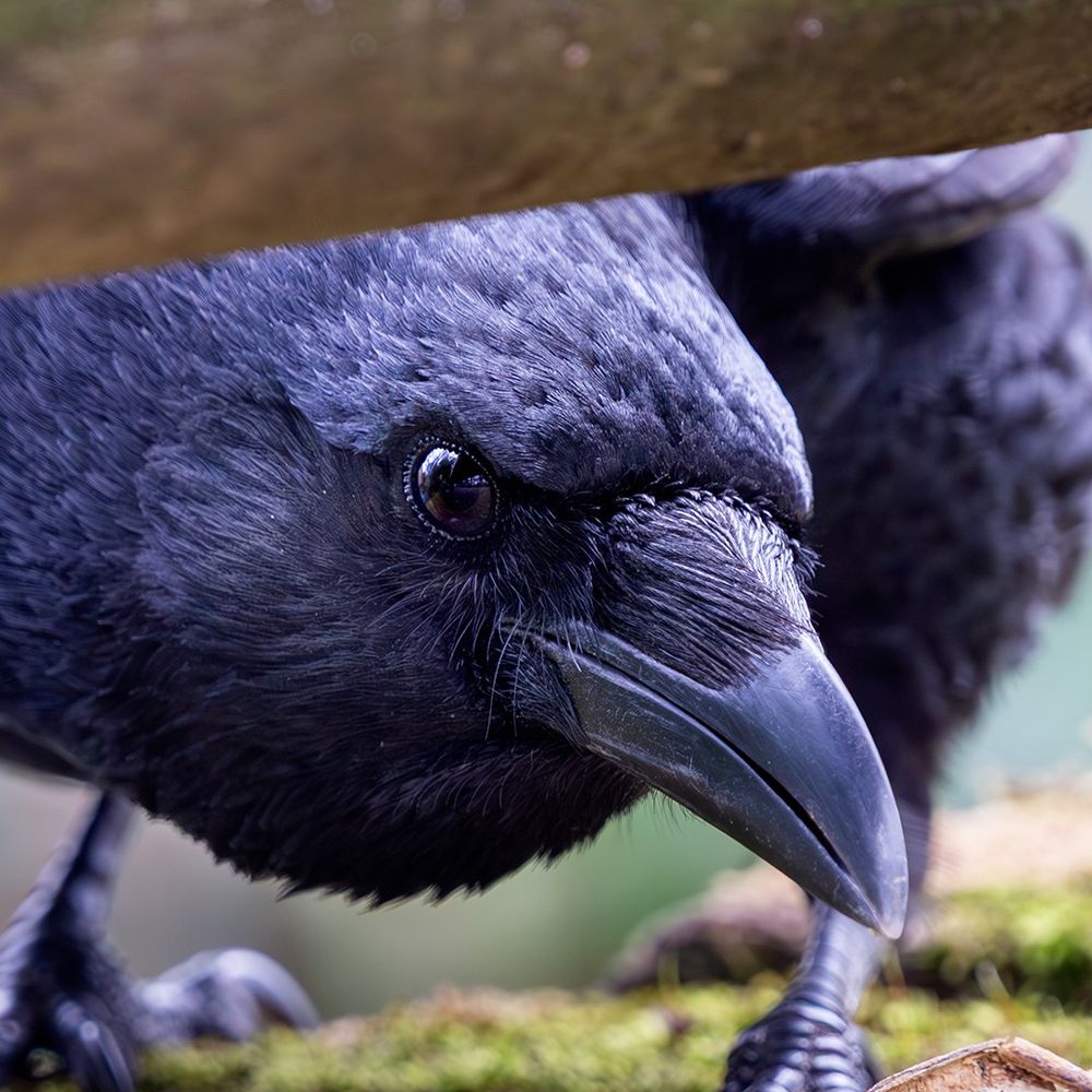 Ornithoraph