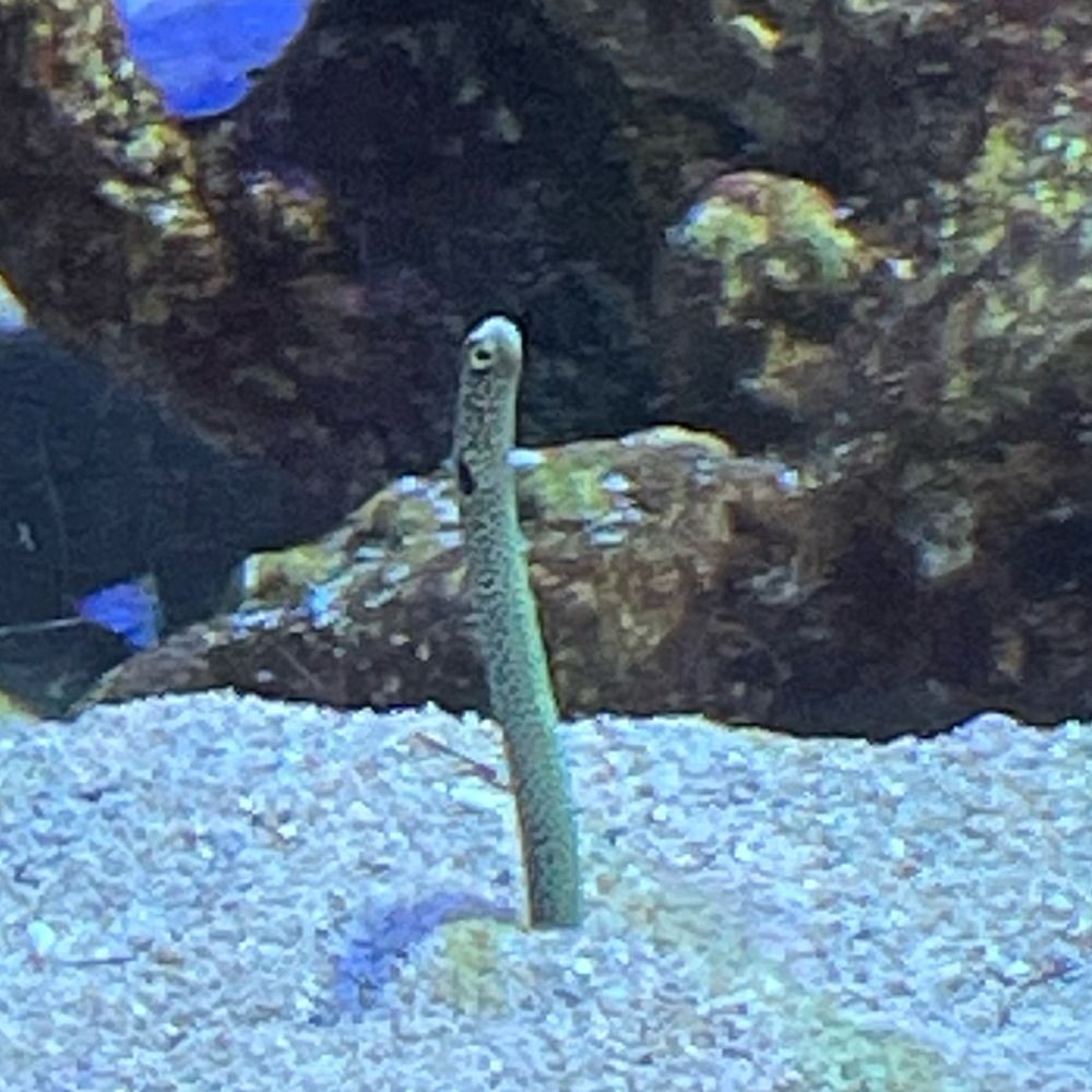 こまつ