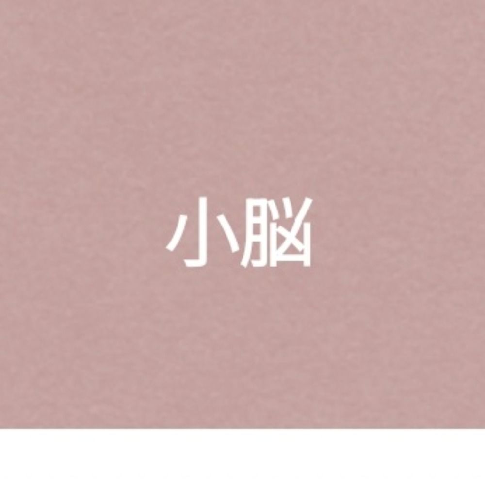 小脳