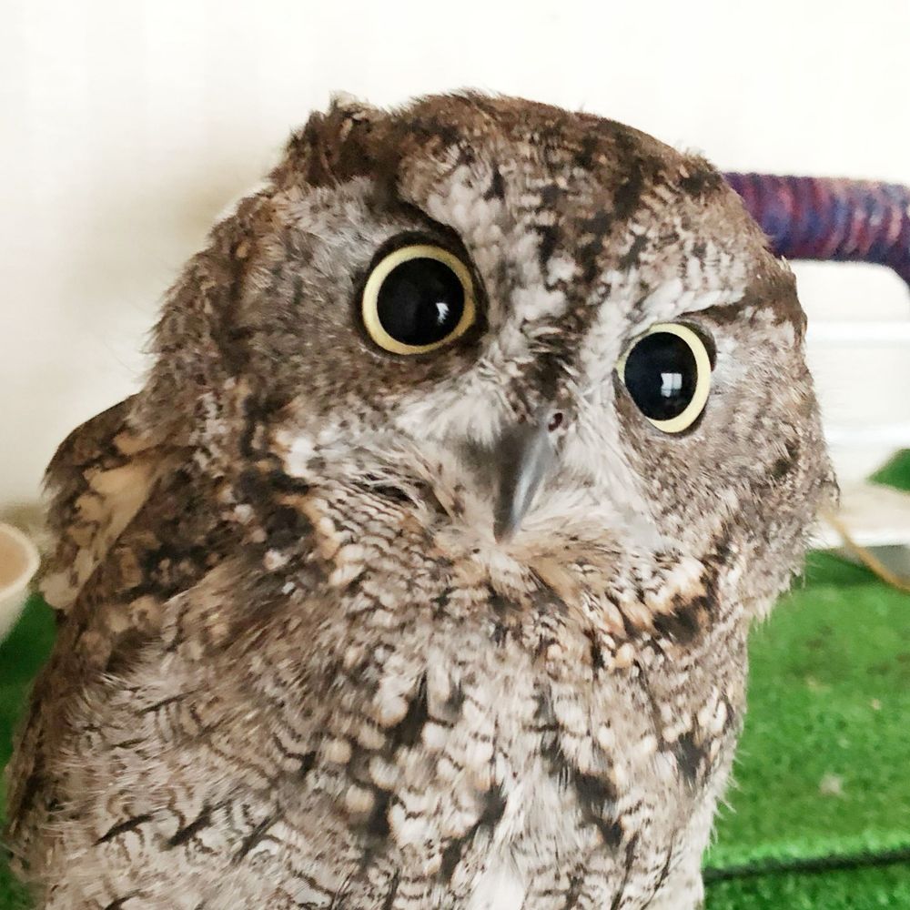 KuuOwl 