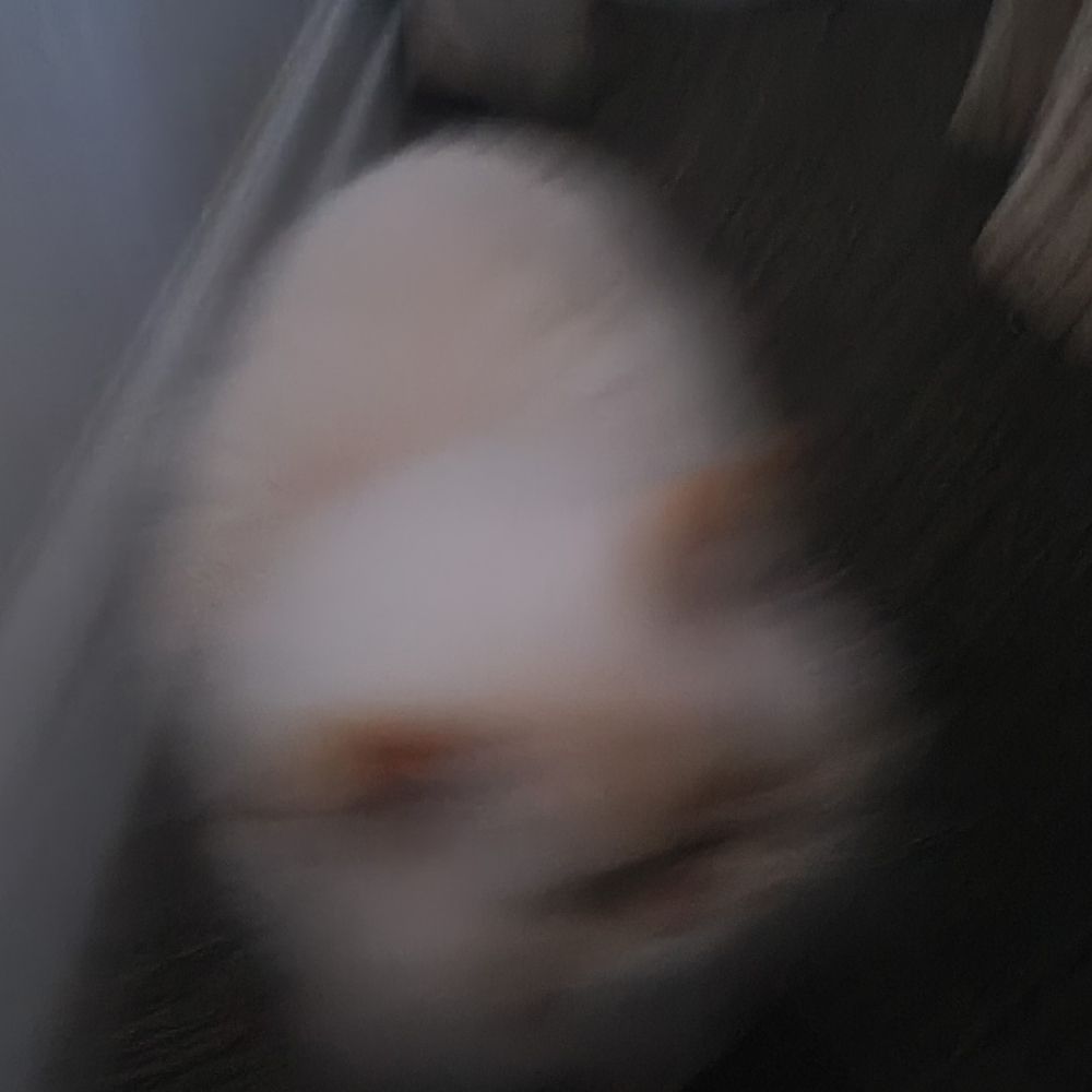 Blurritos 📸 🌫️🐈