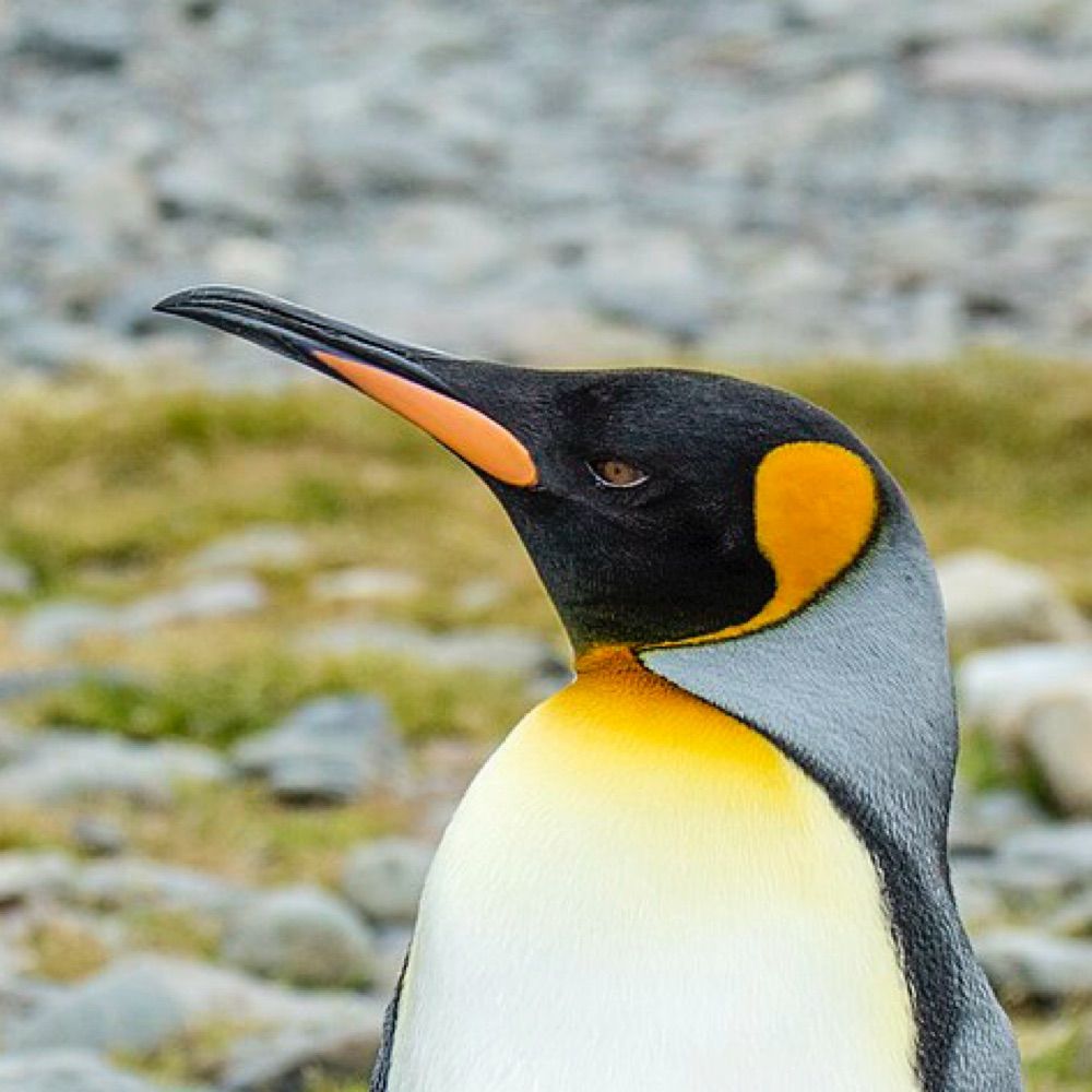 Nils Olav