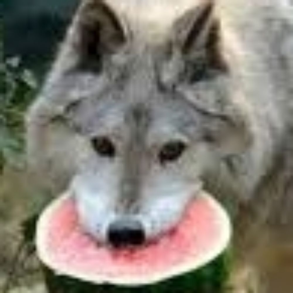 WolvlingDev