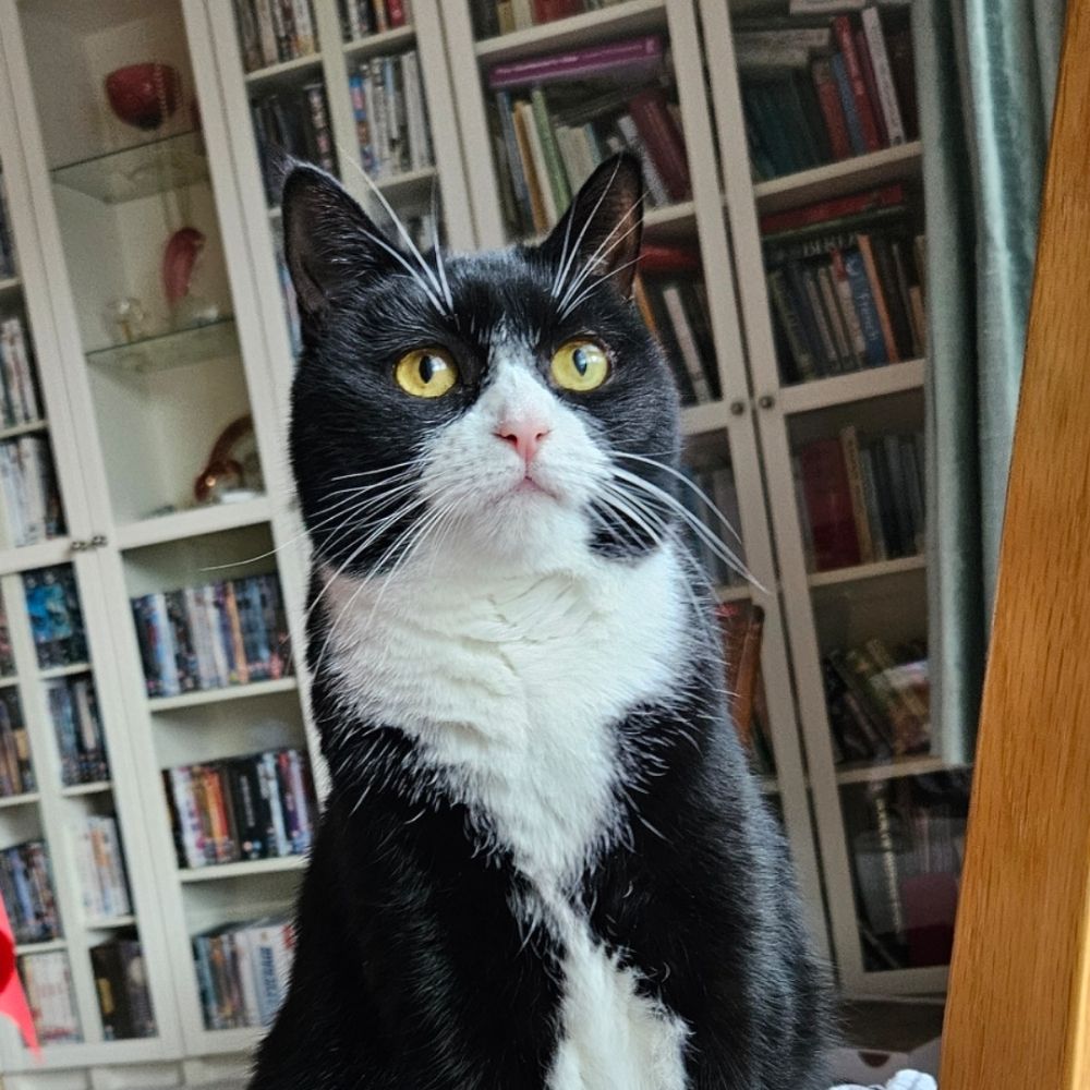 Jo