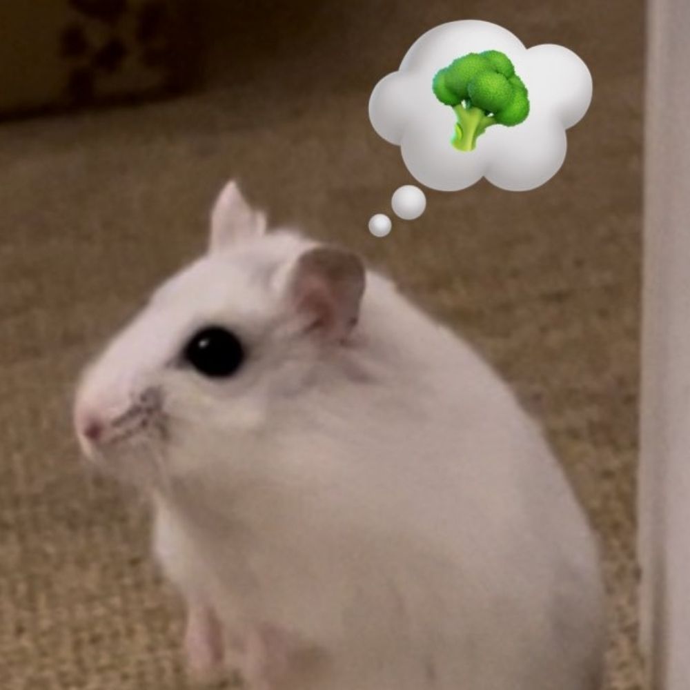 hamster