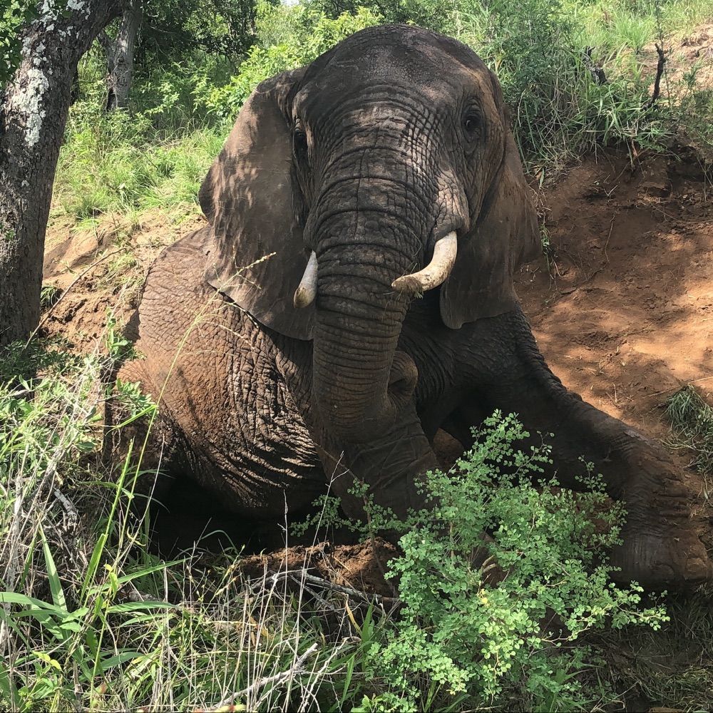 HERD | Hoedspruit Elephant Rehabilitation & Development